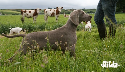 Argentia Mist - Pensive?