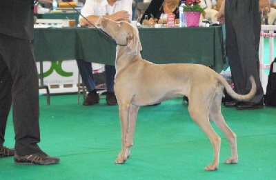 Argentia Mist - Championnat de France 2010