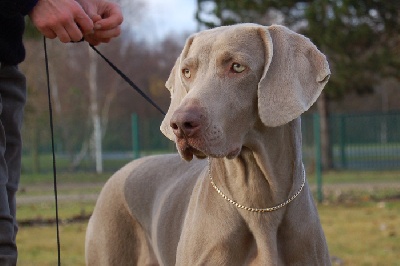 Argentia Mist - CACIB Rouen 2008