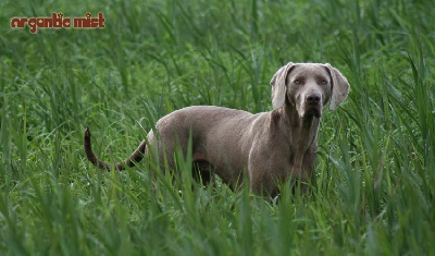 Argentia Mist - Etoile