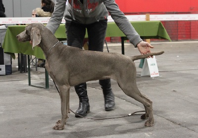 Argentia Mist - CACIB Troyes 2013 