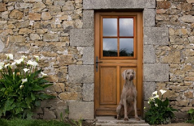 Argentia Mist - Roméo, le chien de ma vie