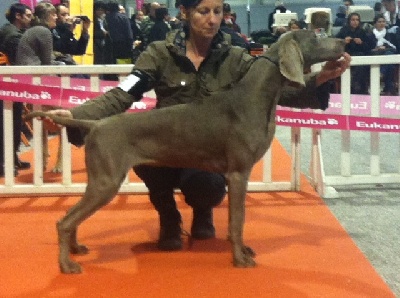 Argentia Mist - CACIB Nantes 2012