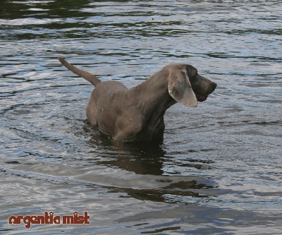 Argentia Mist - Histoire d'eau...